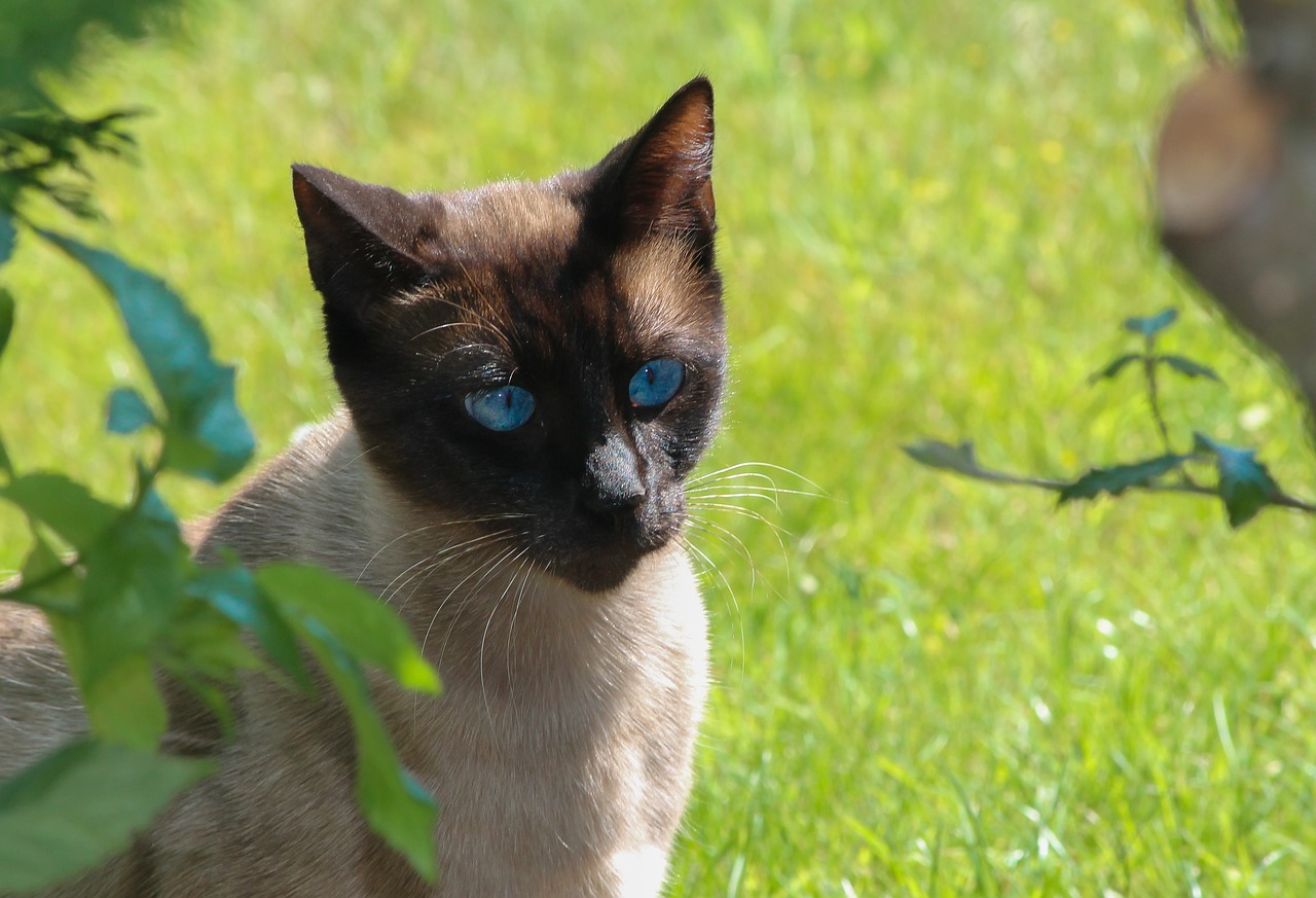 Siamese Cat Coat Colors